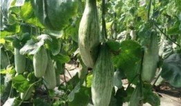 各种网红吃瓜网站在线,热门事件背后的真相与笑料